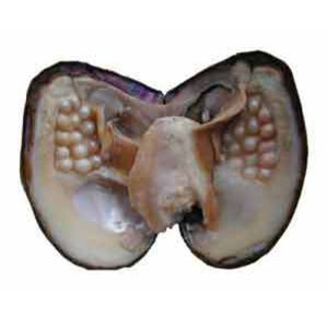 Wholesale 15-20cm Large Giant Monster Oyster with Multiple Pearl